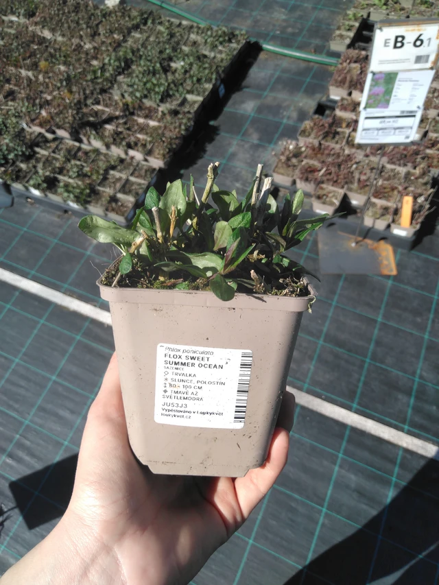 Syysleimu Sweet Summer Ocean - 3. 4. 2025