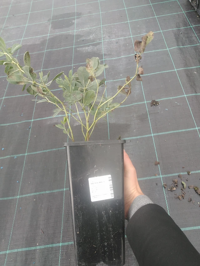 Baptisia Minor - 10. 10. 2025