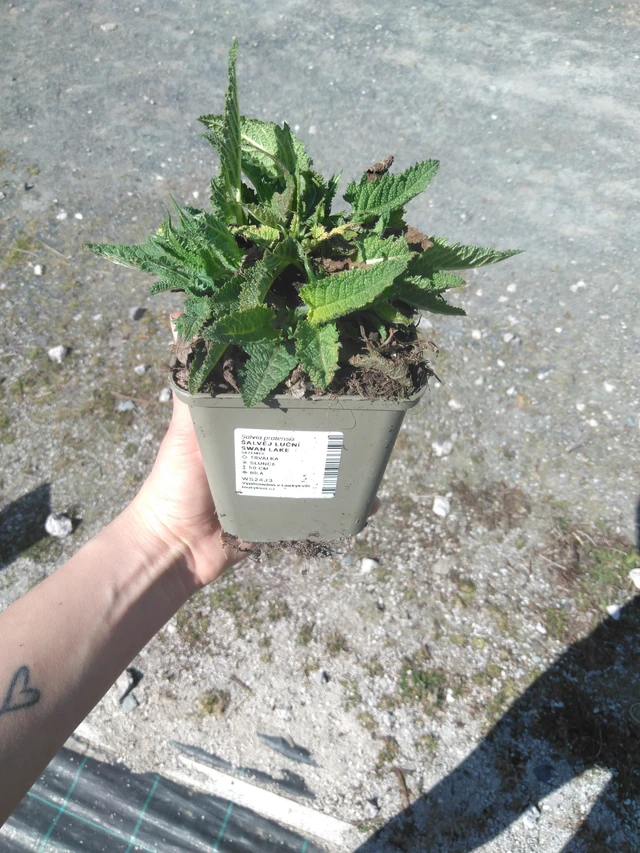 Salvia pratensis Swan Lake - 3. 4. 2025