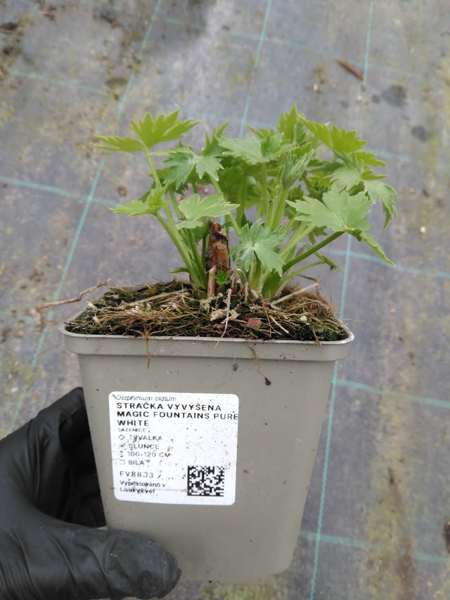 Jaloritarinkannus Magic Fountains Pure White - 1. 4. 2026