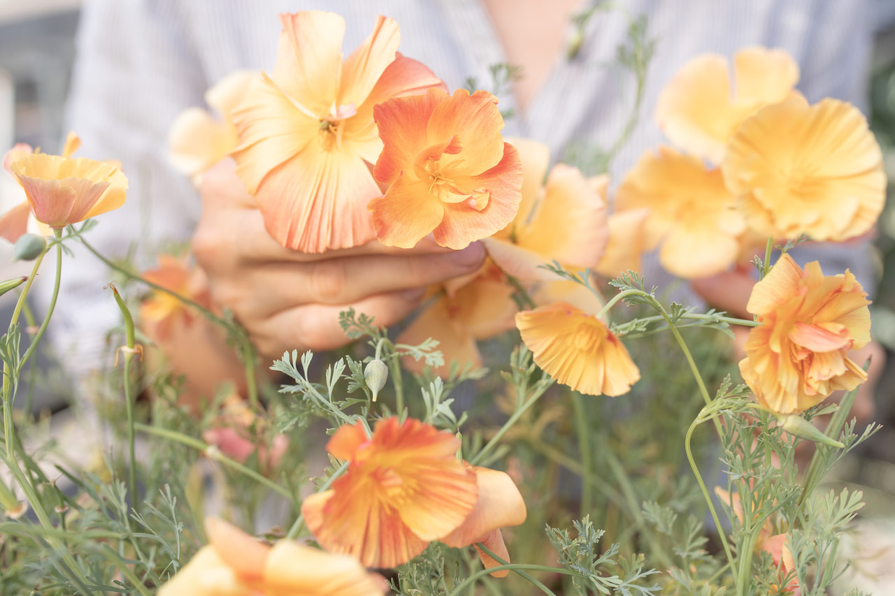 California Poppy Apricot Chiffon, Loukykvět