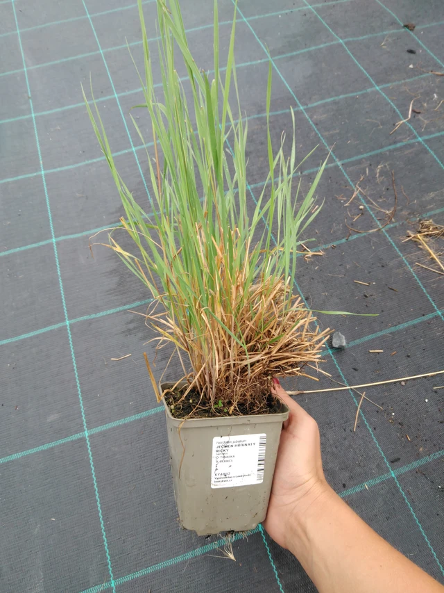 Partaohra Ricky - 10. 9. 2025