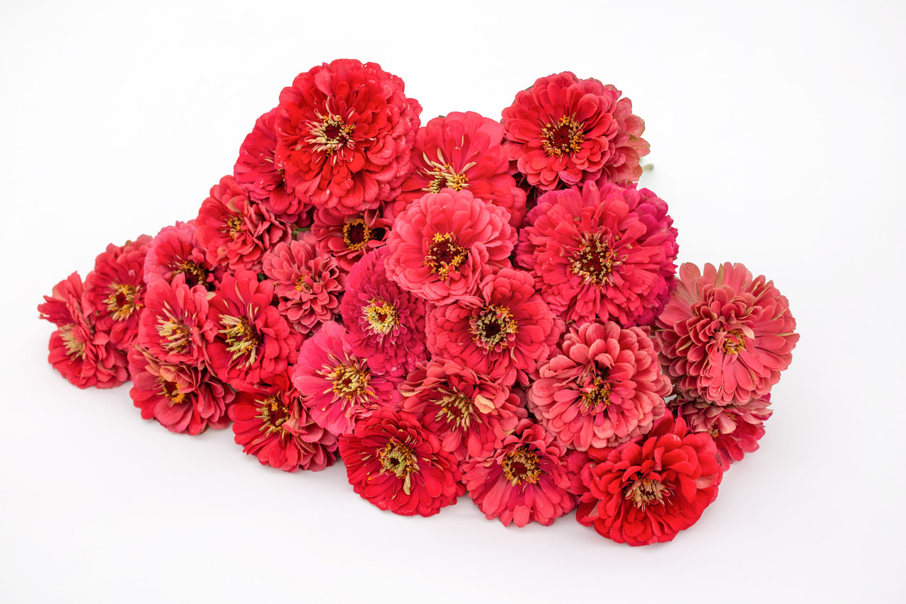 Tsinnia Benary’s Giant Carmine, Loukykvět