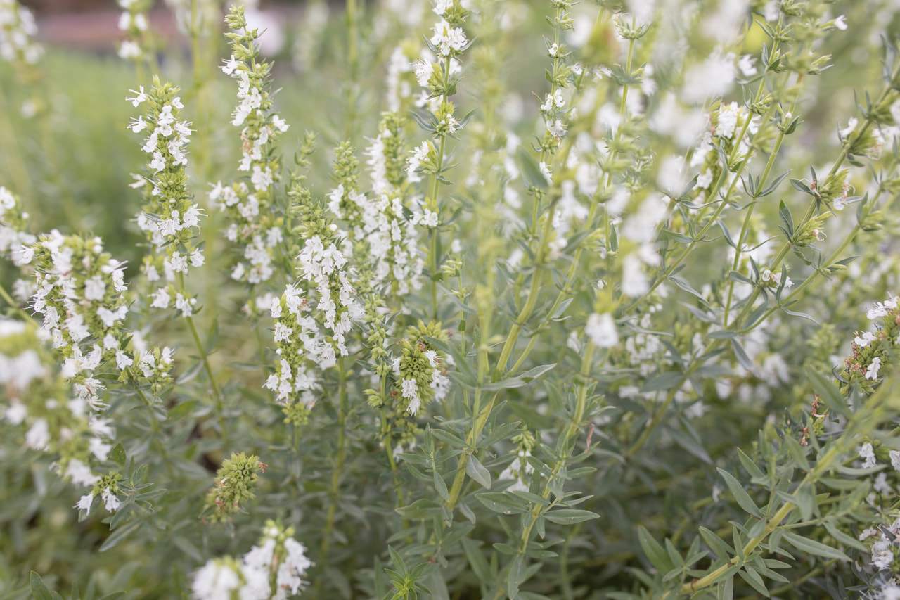Hisopo Albus, Loukykvět