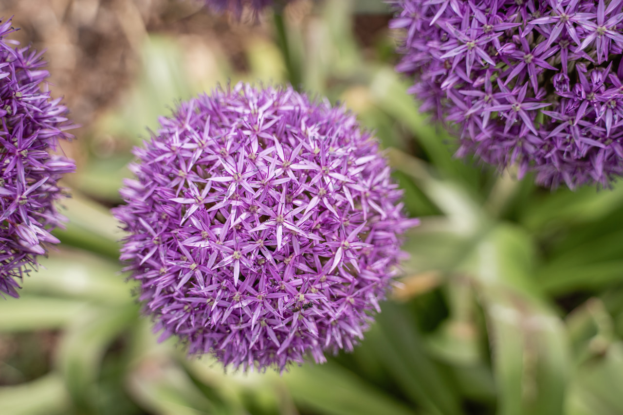 Allium Globemaster, Loukykvět