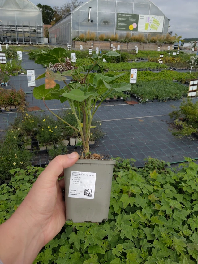 Malvikki Lilac Lady - 9. 10. 2025