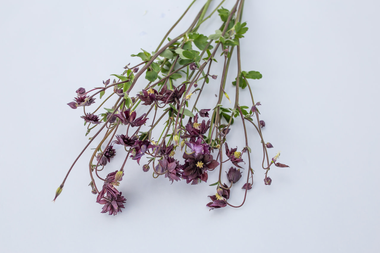 Lehtoakileija Black Barlow, Loukykvět