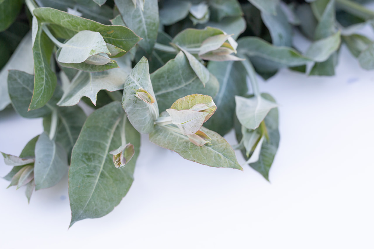 Eucalyptus Blue Gum, Loukykvět