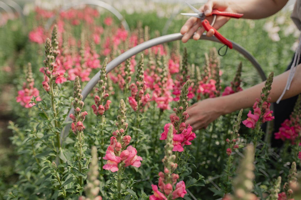 Leeuwenbek Costa Rose, Loukykvět