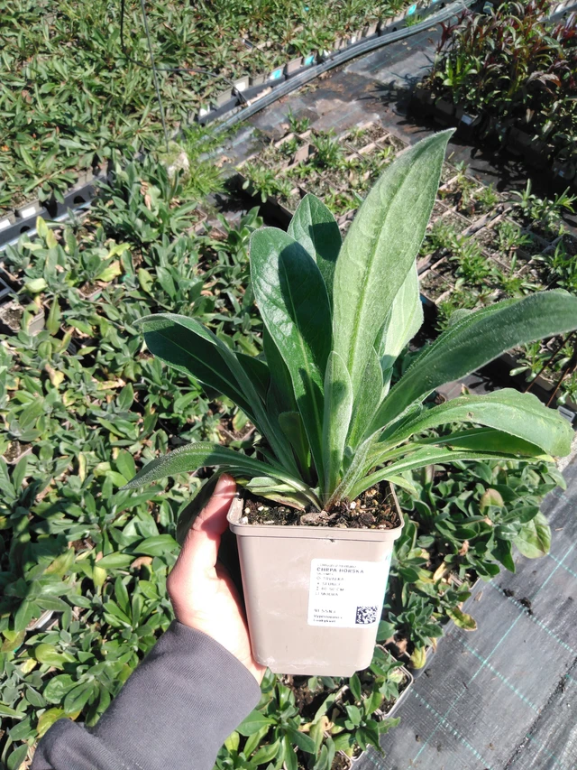 Vuorikaunokki - 13. 5. 2025