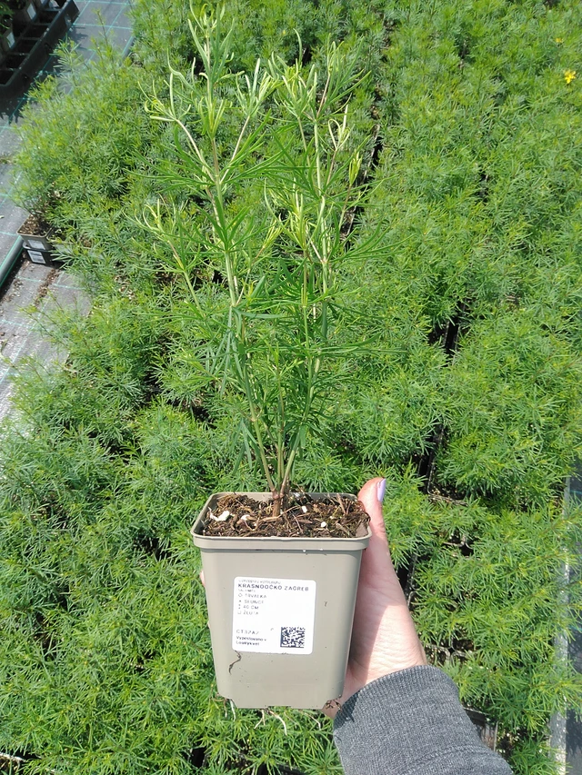 Krásnoočko Zagreb - 9. 6. 2025