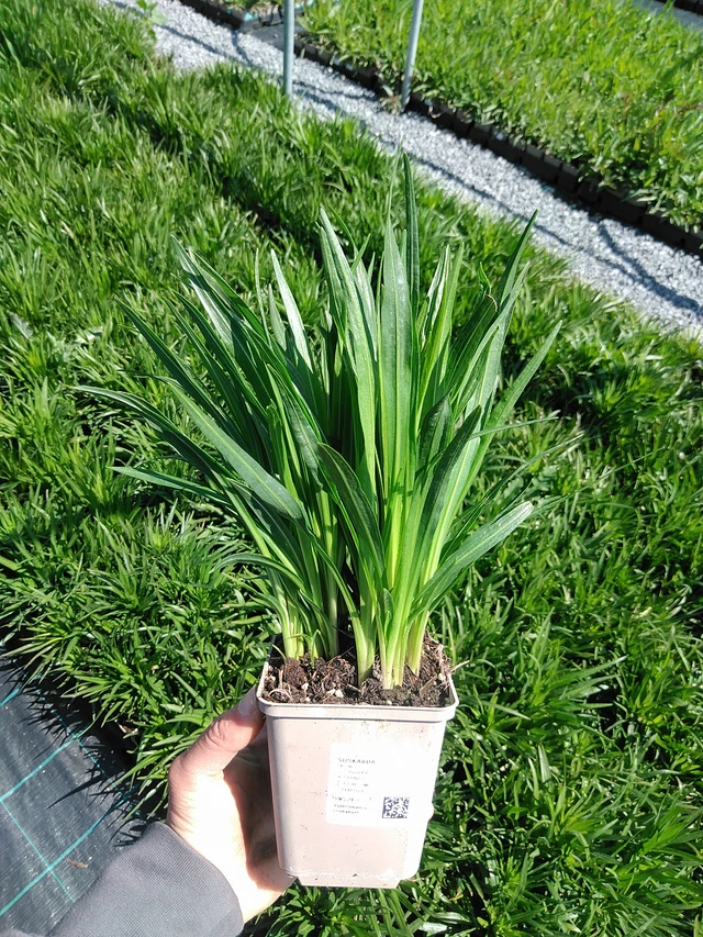 Punatähkä - 13. 5. 2025