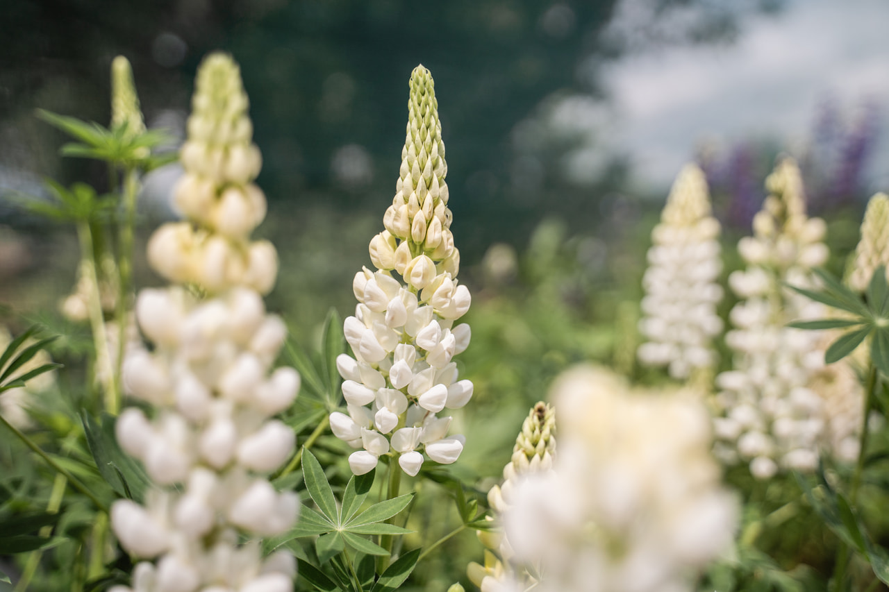 Lupino Gallery White, Loukykvět