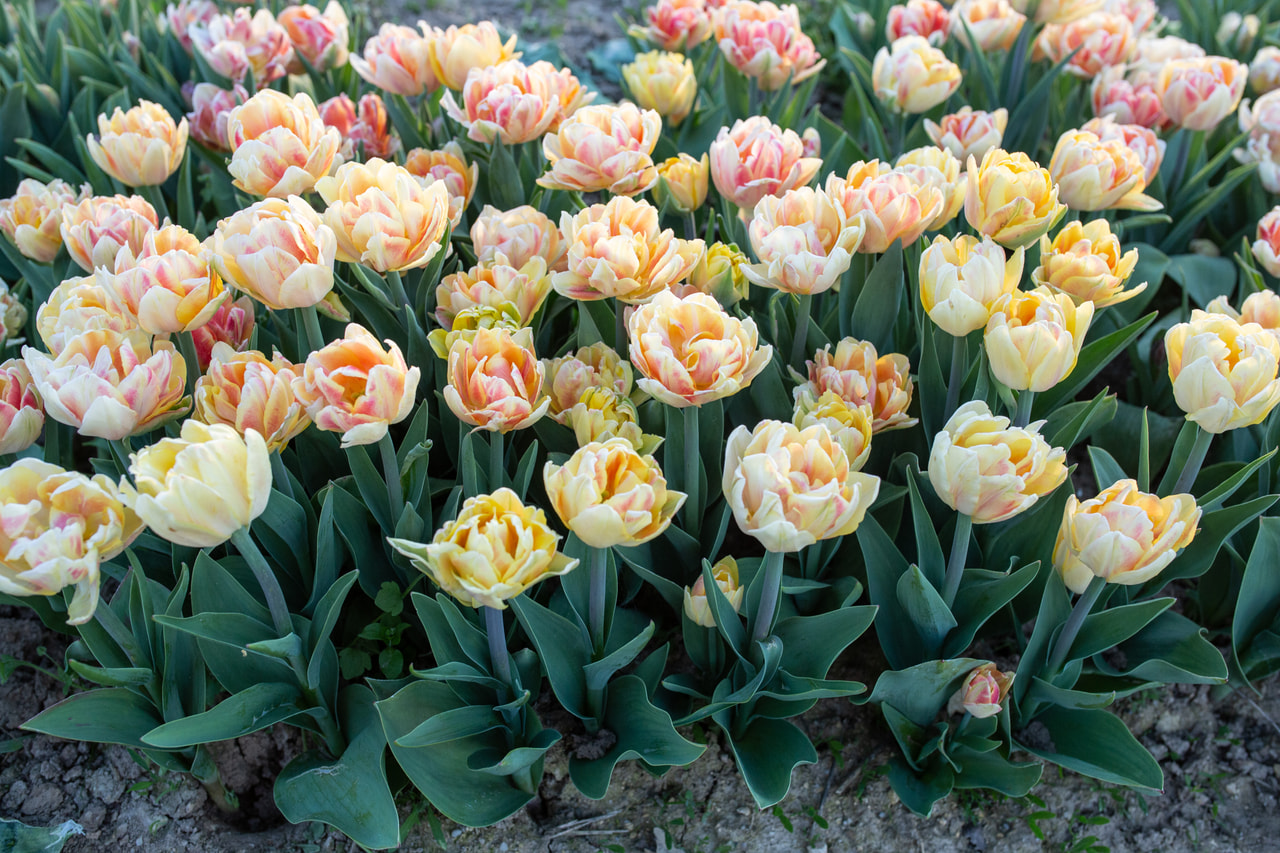 Tulipán Foxy Foxtrot, Loukykvět