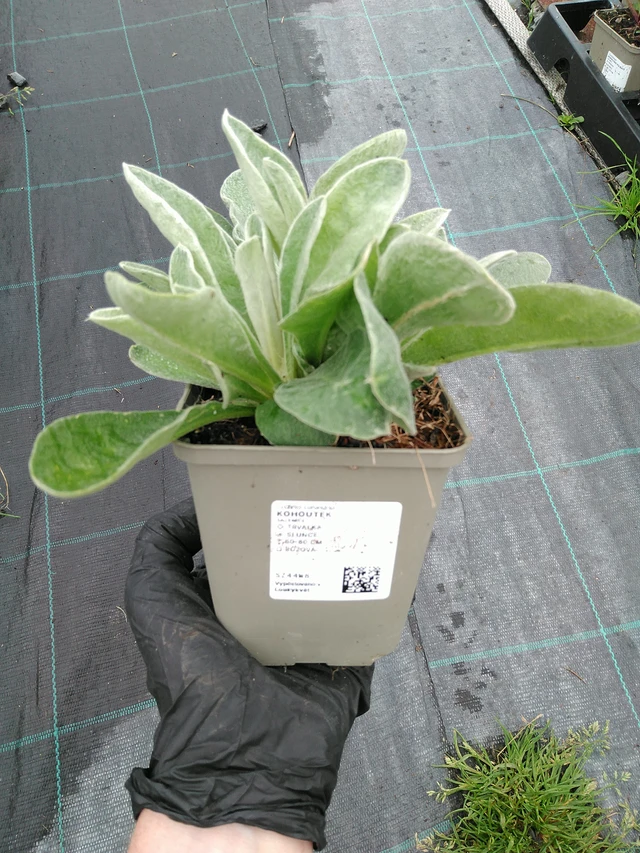 Lychnis - 10. 9. 2025