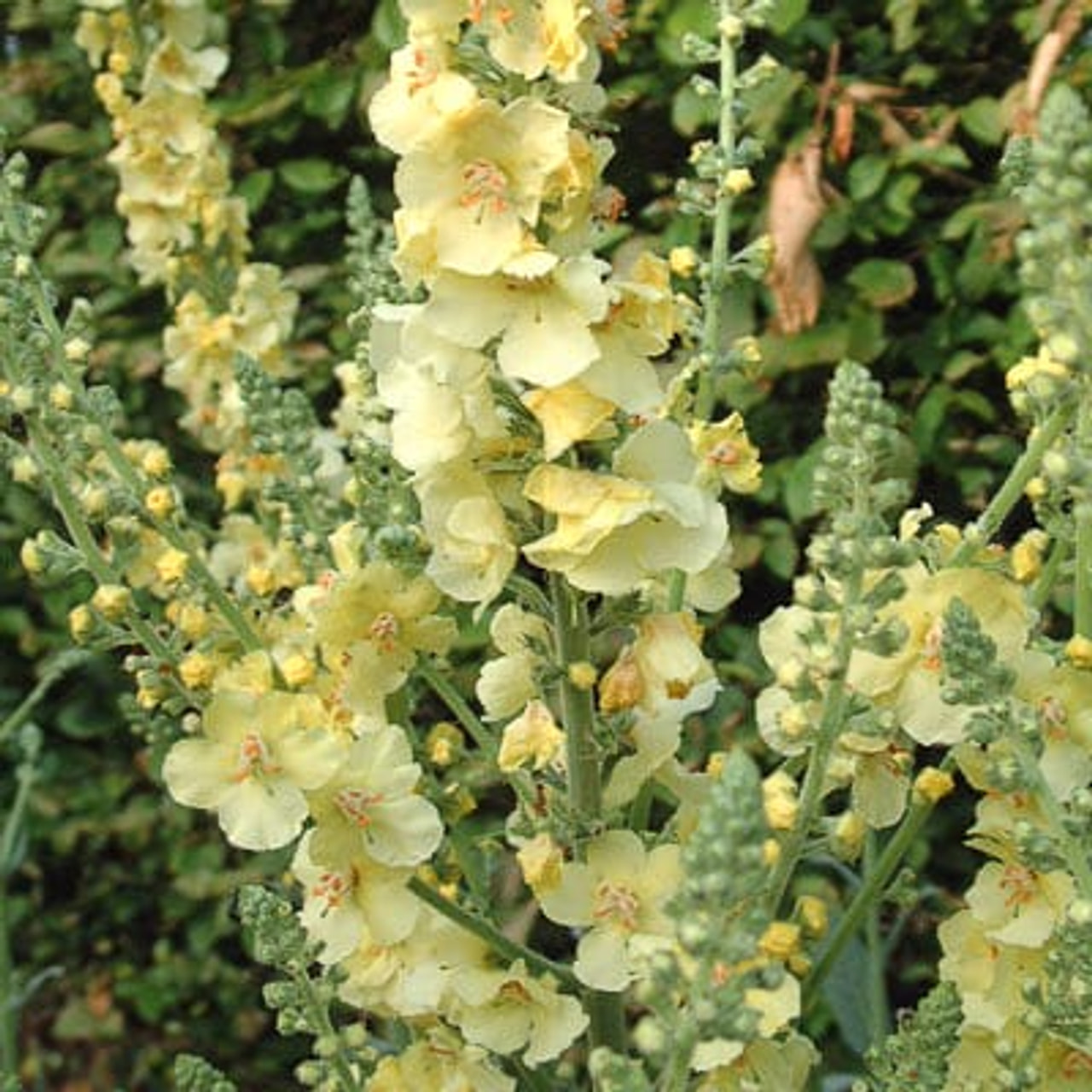 Verbascum Gainsborough, Loukykvět