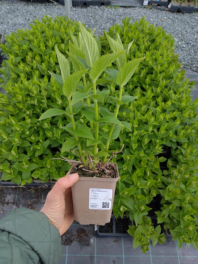 Kissanminttu Washfield - 21. 4. 2026