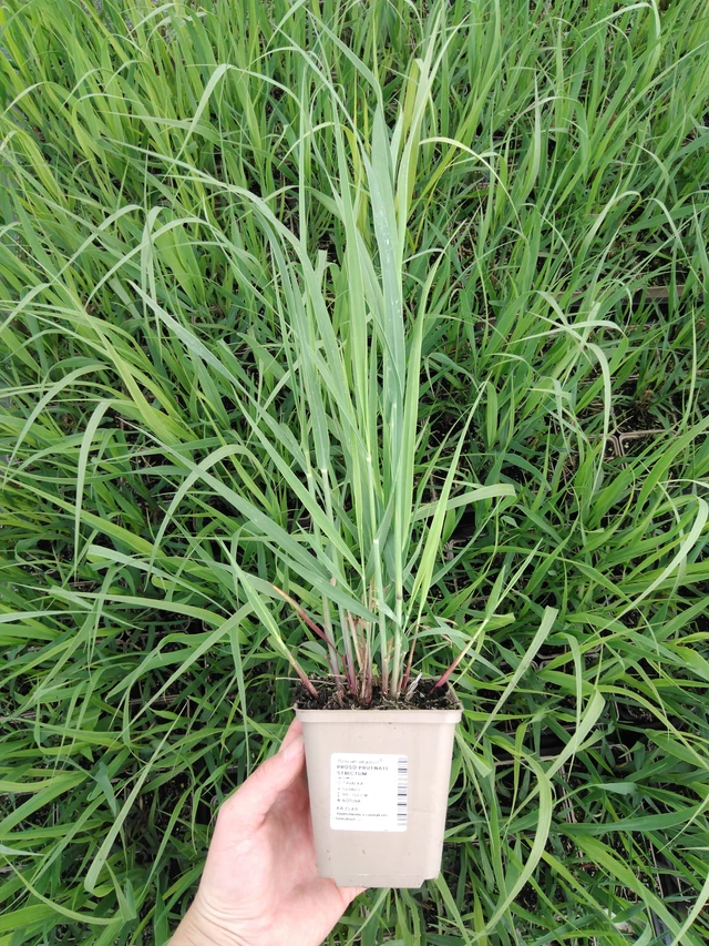 Virginianhirssi Strictum - 2024