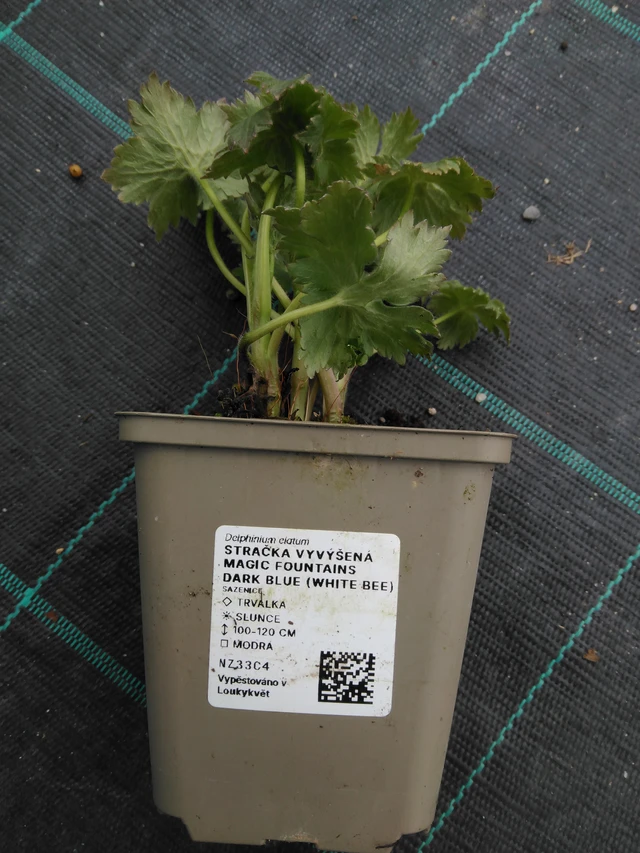 Espuela de caballero Magic Fountains Dark Blue (White Bee) - 1. 4. 2026