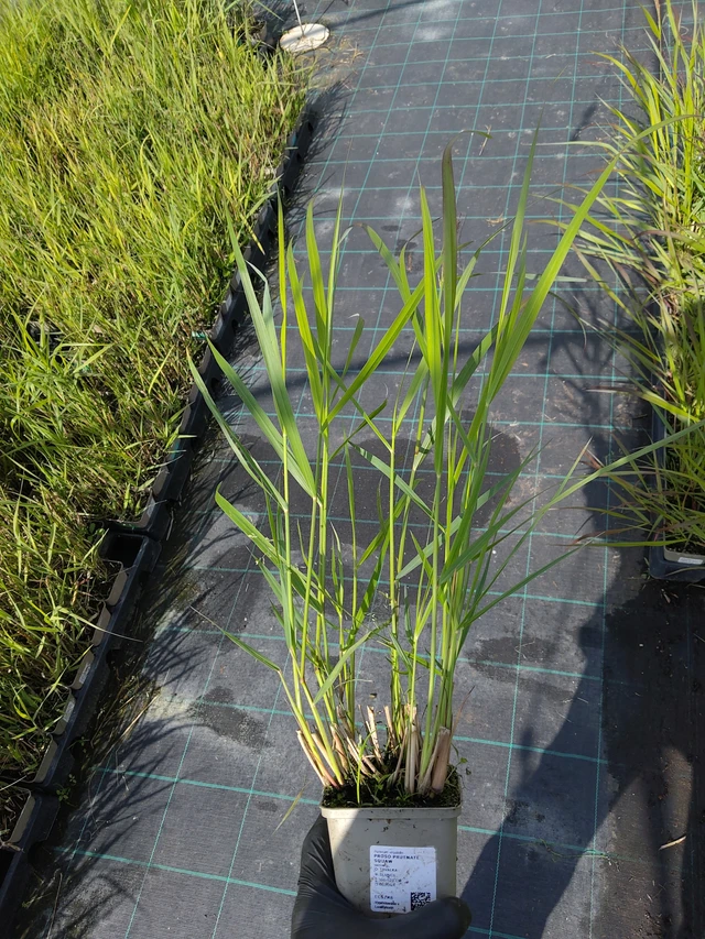 Panicum Squaw - 11. 9. 2025