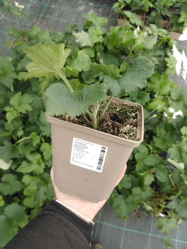 Syysvuokko Königin Charlotte - 2024