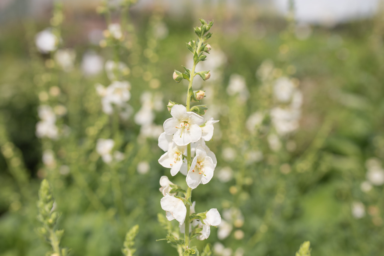 Verbascum White Domino, Loukykvět