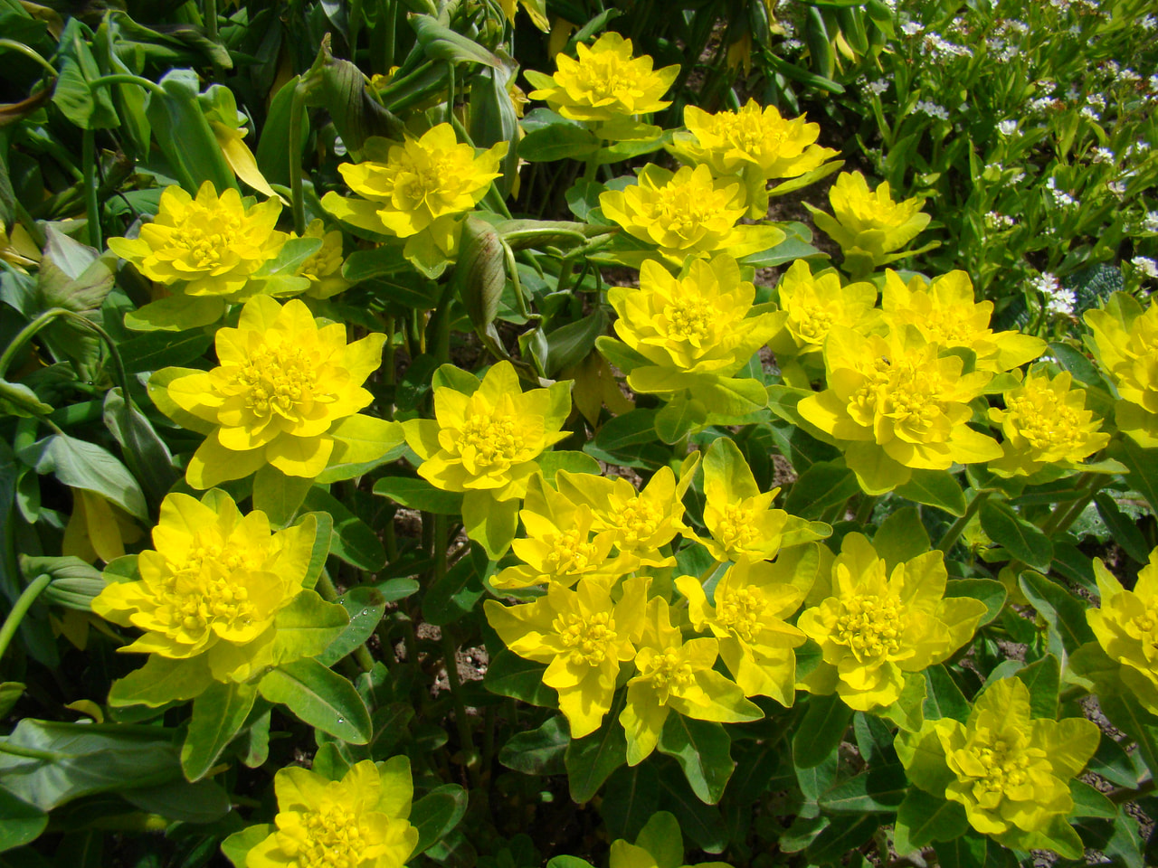 Euforbia palustris, Loukykvět