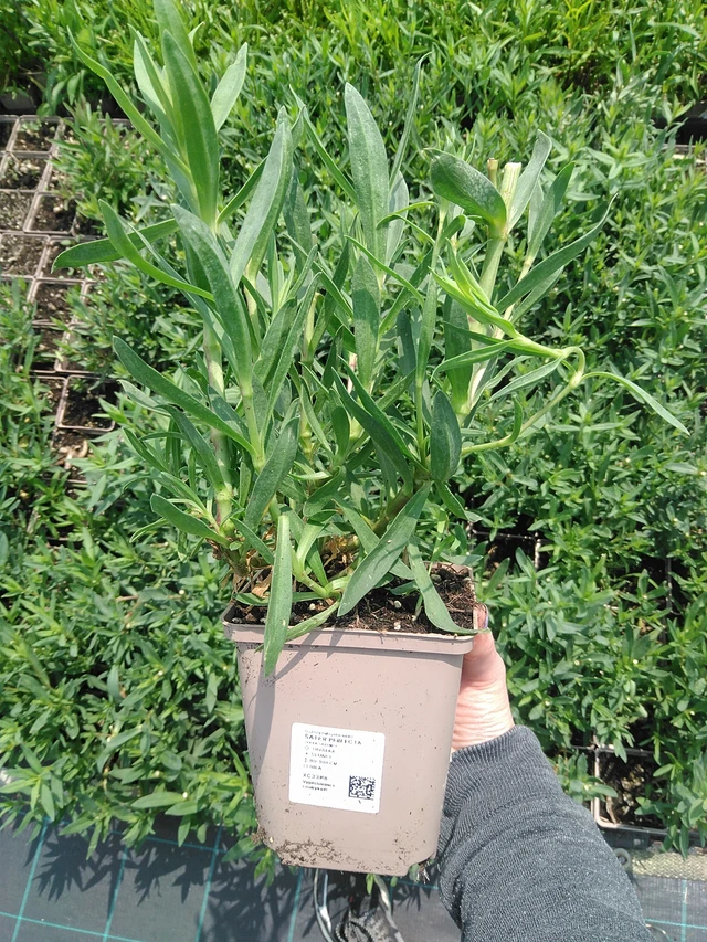 Morsiusharso Perfecta - 9. 6. 2025