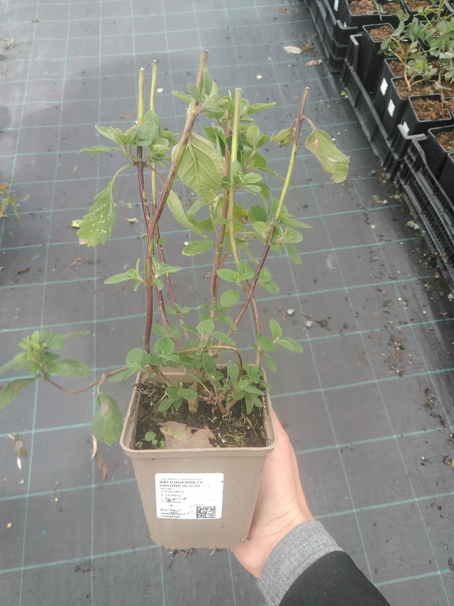 Caryopteris Pagoda Blush - 10. 10. 2025