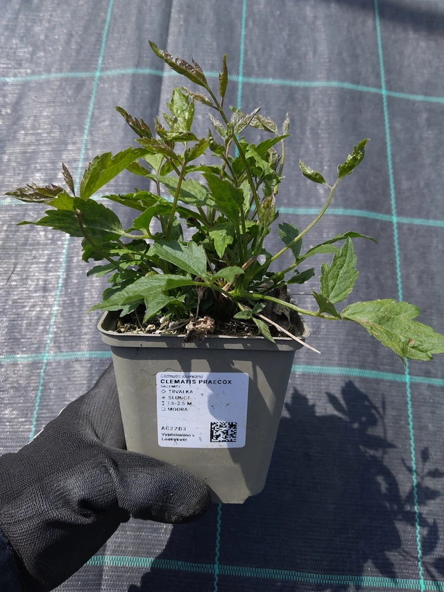 Clematis Praecox - 13. 5. 2026