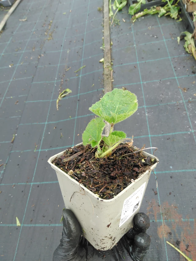 Salkoruusu Chaters Rosa - 23. 10. 2025