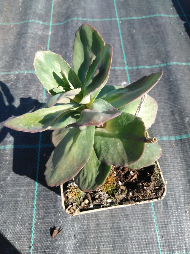 Sedum Matrona - 3. 4. 2025