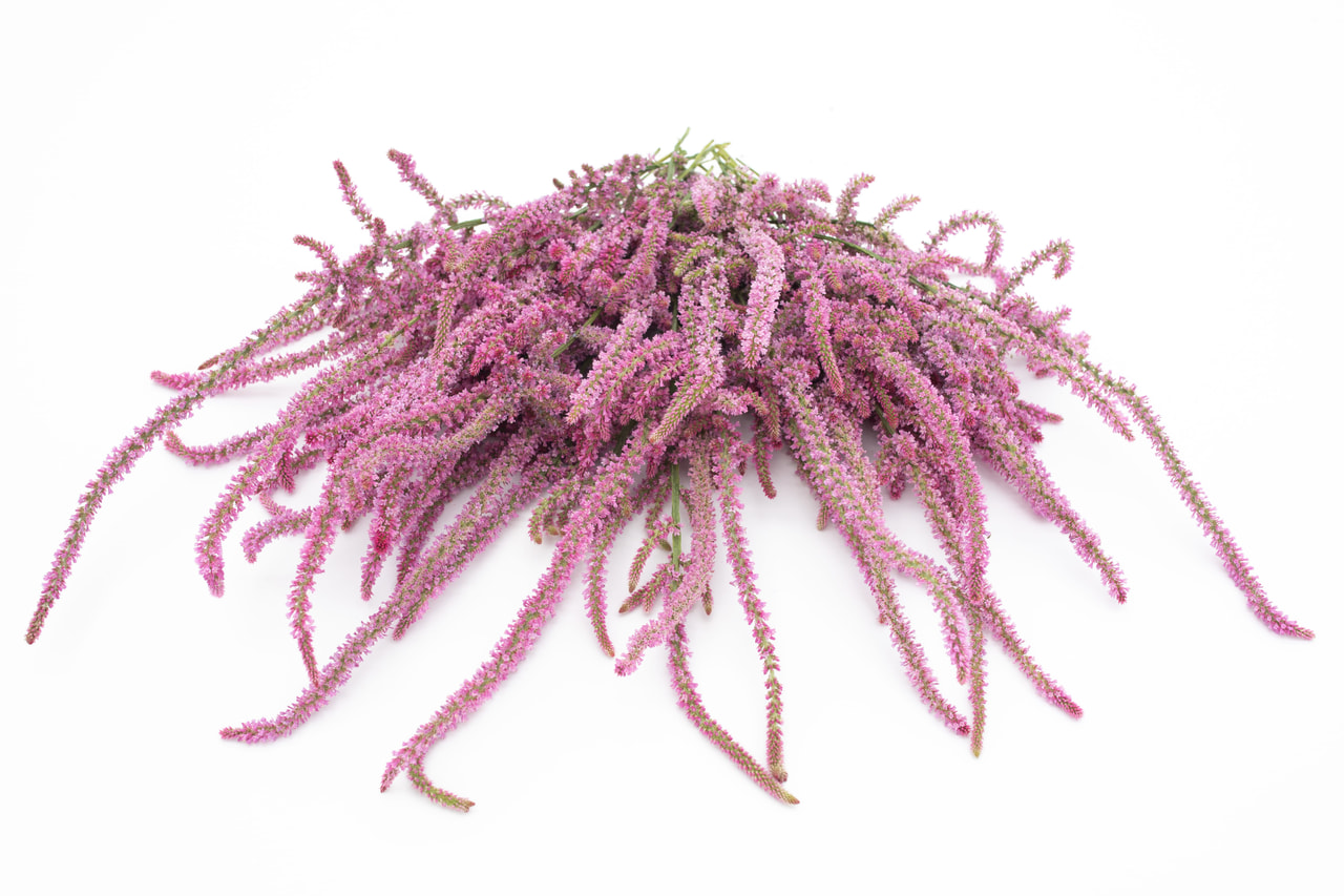 Tähkäikiviuhko Suworova, Loukykvět