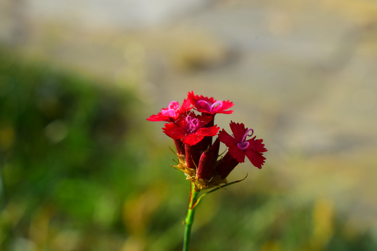 Verineilikka, Loukykvět