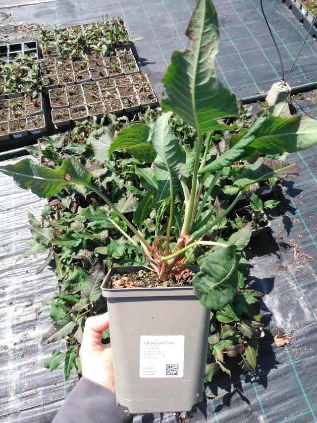 Konnantatar Speciosa - 13. 5. 2025