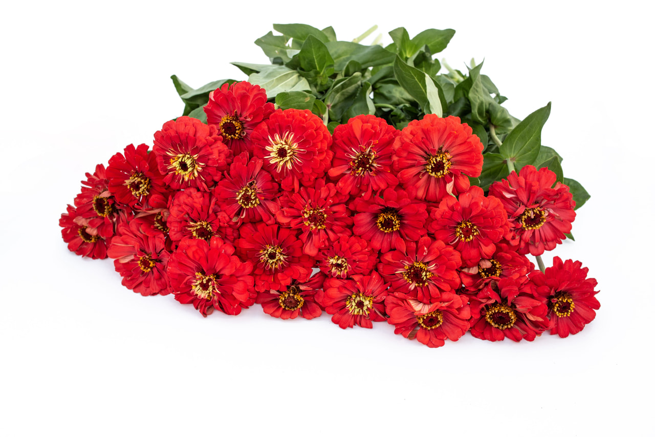 Zinnia Super Yoga Salmon, Loukykvět