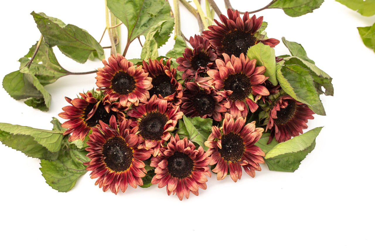 Auringonkukka ProCut Red, Loukykvět