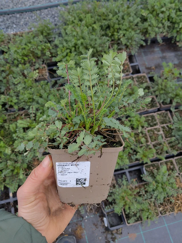 Pikkuluppio - 21. 4. 2026