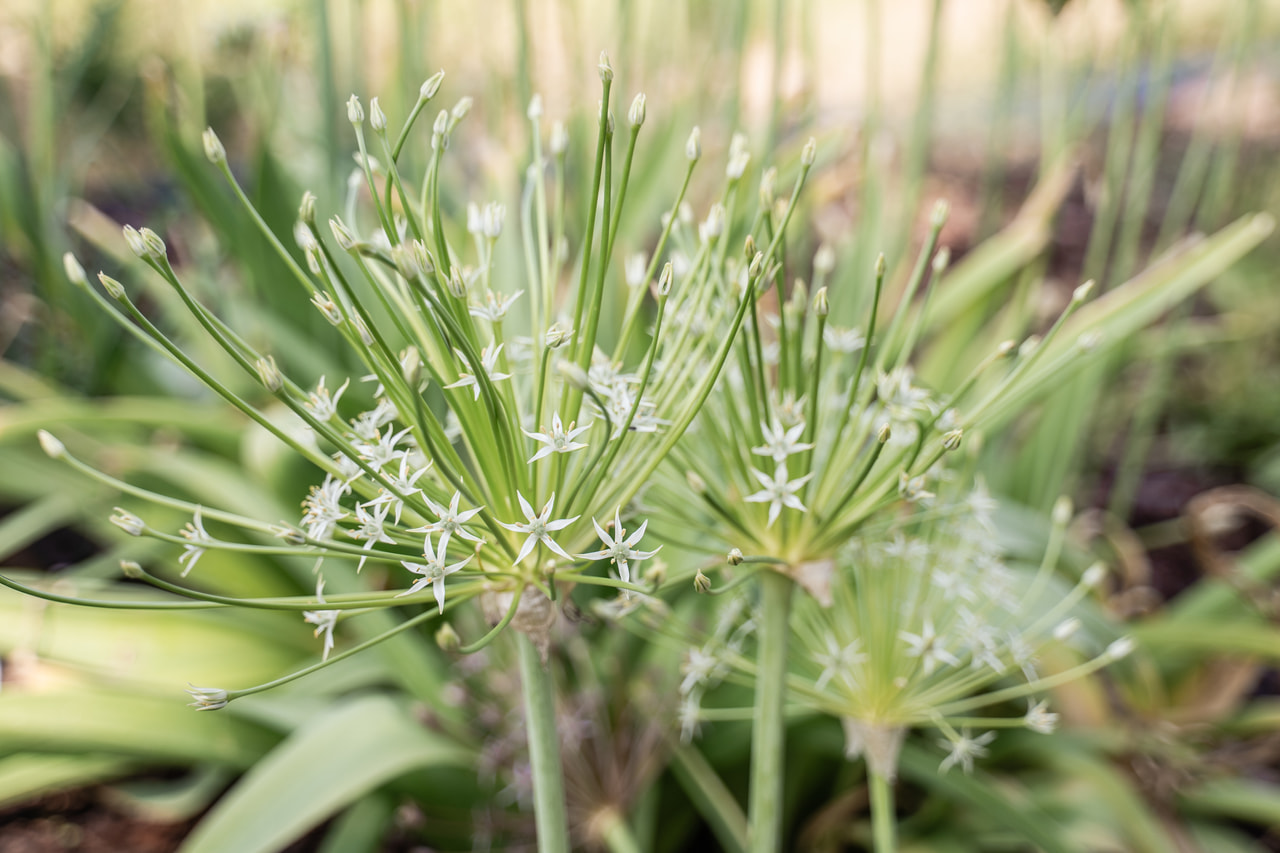 Allium schubertii Arctic Snow, Loukykvět