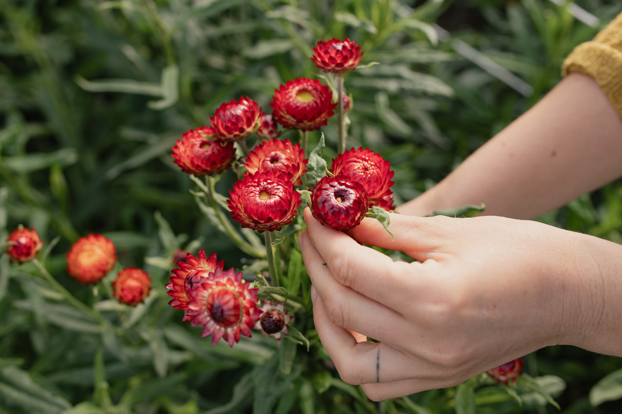 Olkikukka Fireball, Loukykvět