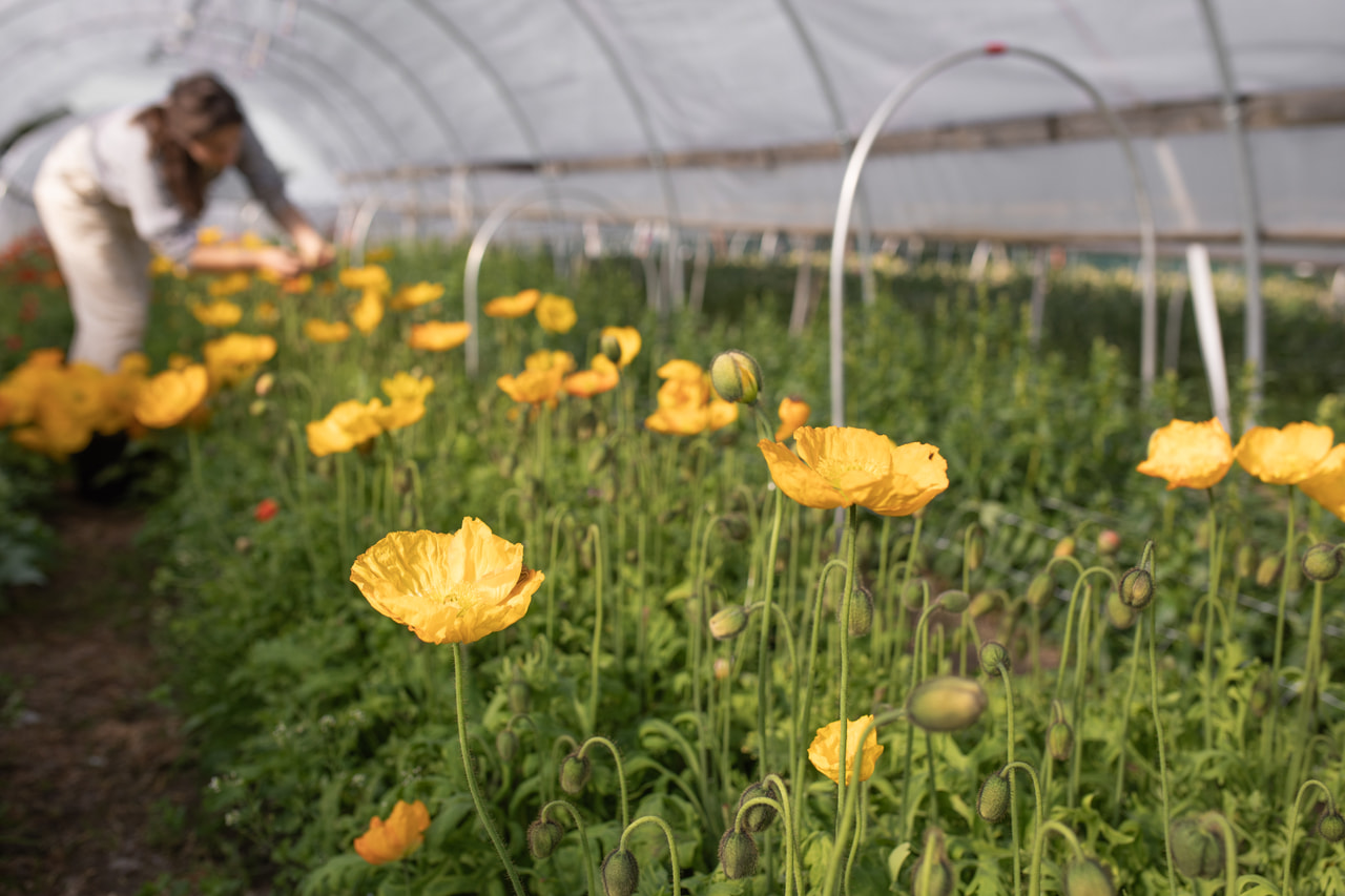 Unikko Champagne Bubbles Yellow, Loukykvět