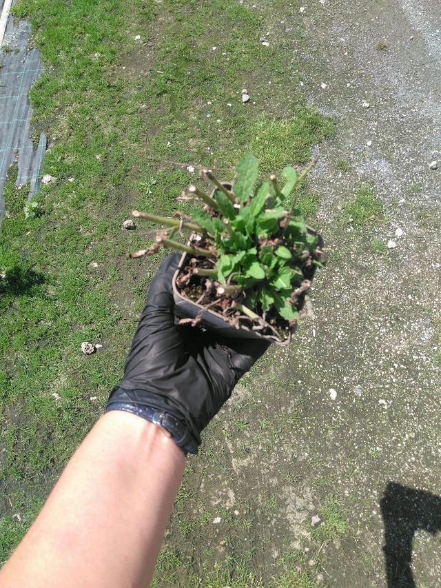 Sauge des bois Blauhügel - 2. 7. 2026