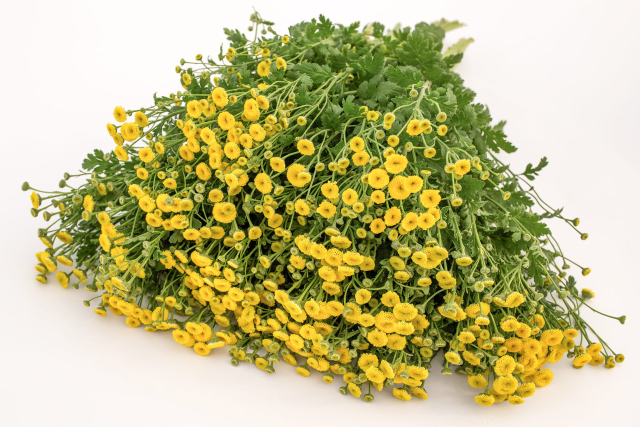 Řimbaba	Victory Double Yellow, Loukykvět