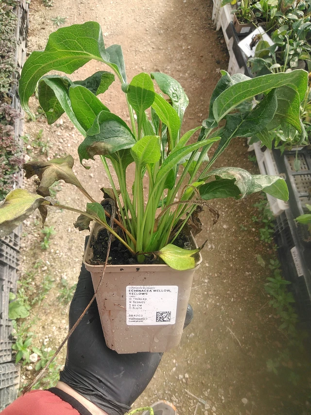 Punahattu Mellow Yellows - 13. 10. 2025