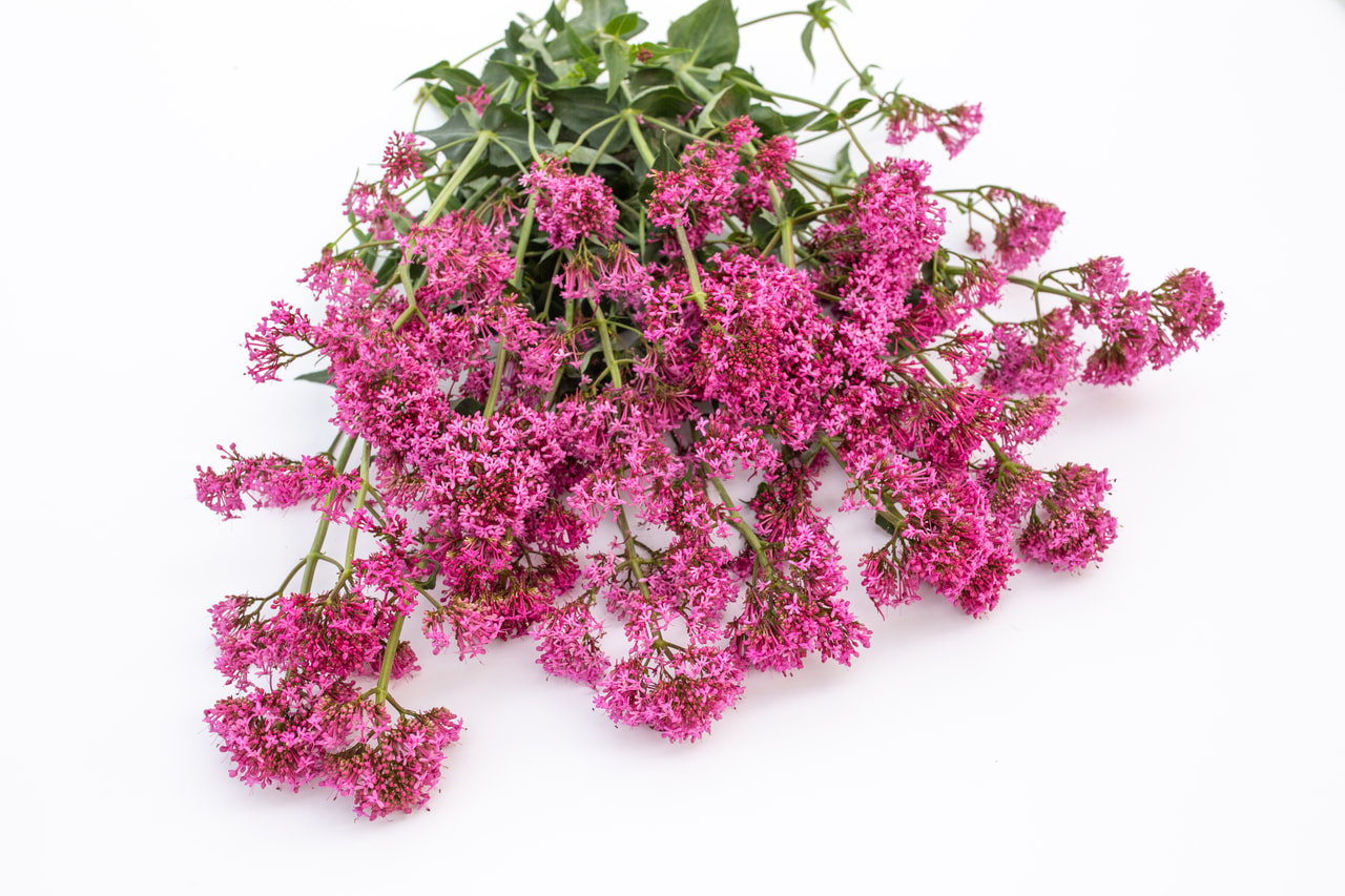 Komeapunikki Rosato Rose Pink, Loukykvět