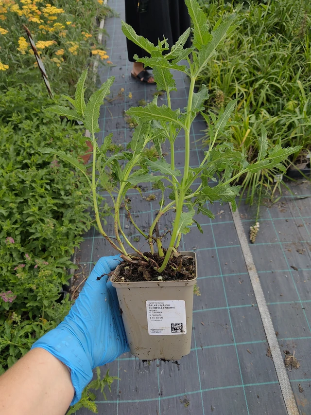 Lehtosalvia Schwellenburg - 10. 9. 2025