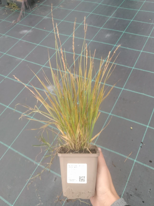 Siniheinä Heidezwerg - 10. 10. 2025