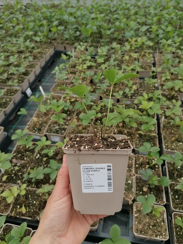 Jouluruusu Double Ellen Purple - 2024