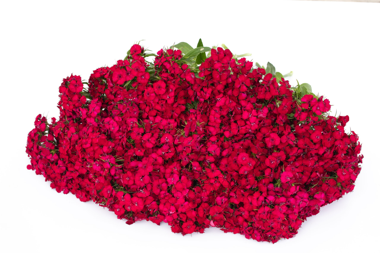 Clavel del poeta Sweet Cherry, Loukykvět