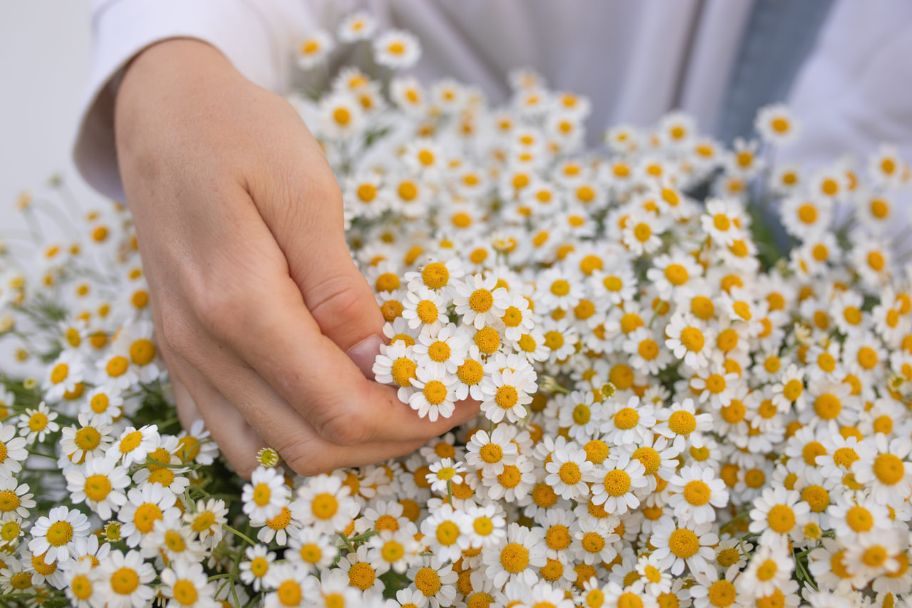 Matricaria Cameron, Loukykvět